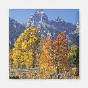 Aspen Bäume mit dem Teton-Gebirge Magnet