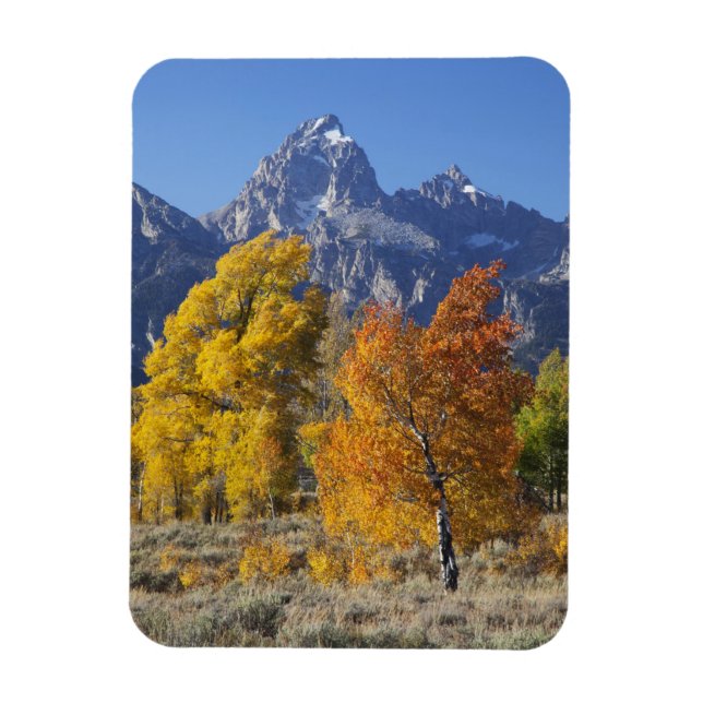 Aspen Bäume mit dem Teton-Gebirge Magnet (Vertikal)