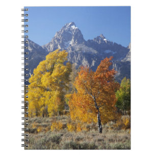 Aspen Bäume mit dem Teton-Gebirge Notizblock