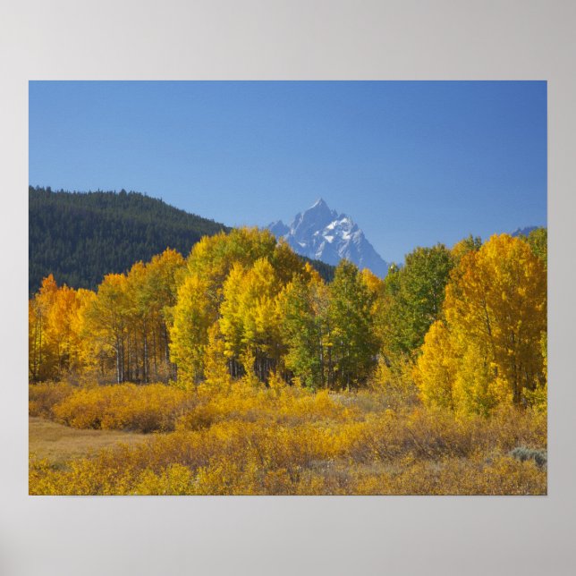 Aspen Bäume mit dem Teton-Gebirge Poster (Vorne)