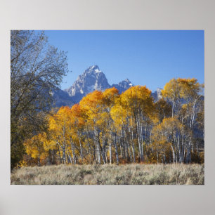 Aspen Bäume mit dem Teton-Gebirge Poster