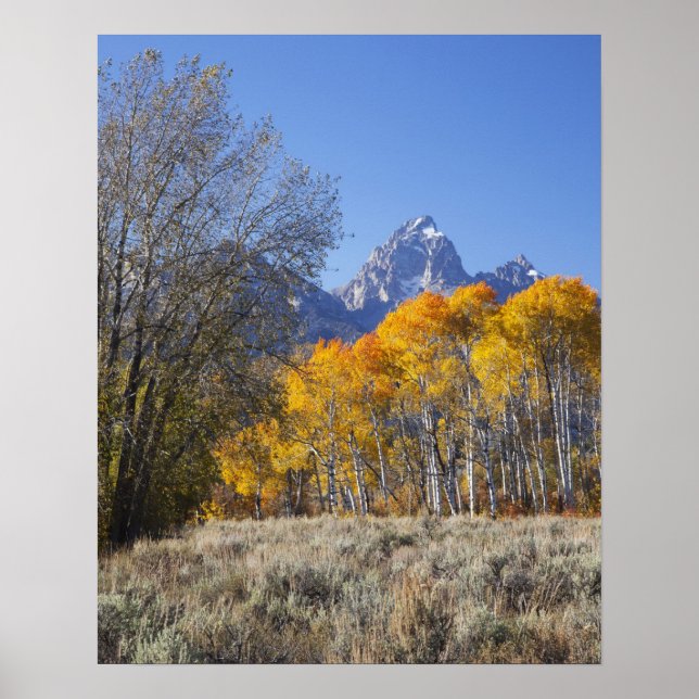 Aspen Bäume mit dem Teton-Gebirge Poster (Vorne)