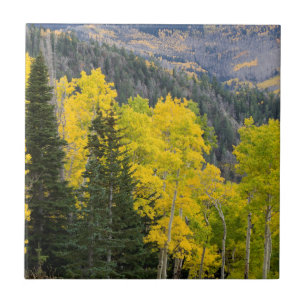 Aspen-Bäume (Populus Tremuloides) und Nadelbäume 2 Fliese