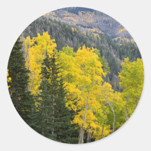 Aspen-Bäume (Populus Tremuloides) und Nadelbäume Runder Aufkleber
