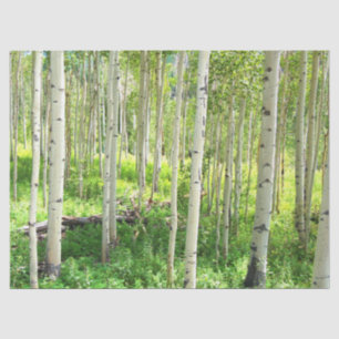 Aspen-Bäume Seidenpapier
