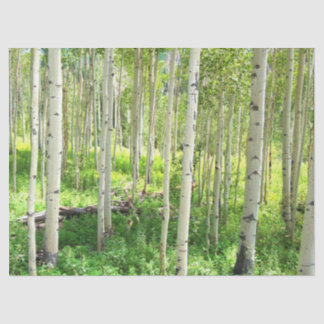 Aspen-Bäume Seidenpapier