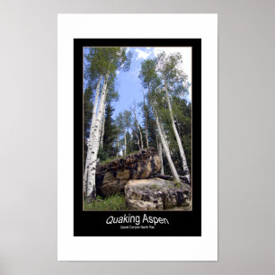 Aspen-Bäume-Turm über unverschämte Felsen Poster