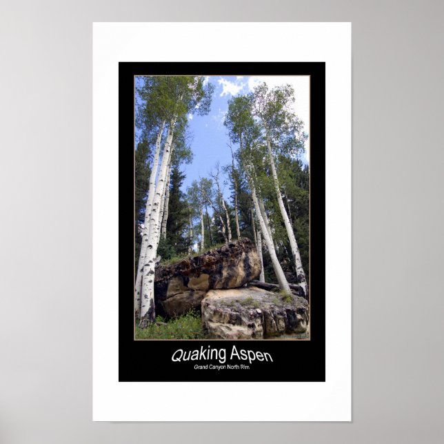 Aspen-Bäume-Turm über unverschämte Felsen Poster (Vorne)