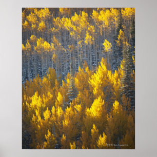 Aspen-Baumwaldungen in den Herbstfarben und neues Poster