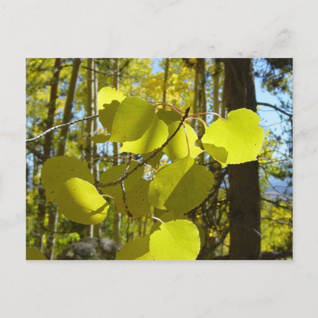 Aspen-Blatt-Postkarte Postkarte (Vorderseite)
