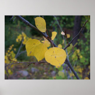 Aspen-Blätter Poster