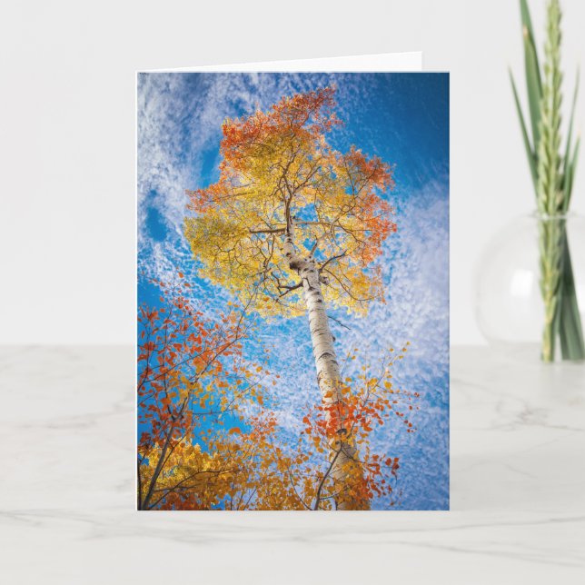 Aspen Card, unbedruckt innen Karte (Vorderseite)