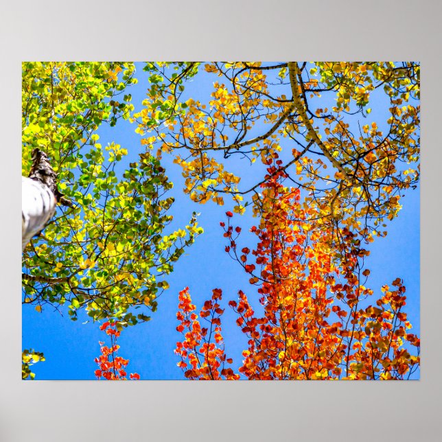 Aspen Color Candy // Fall Leaf Farben Poster (Vorne)