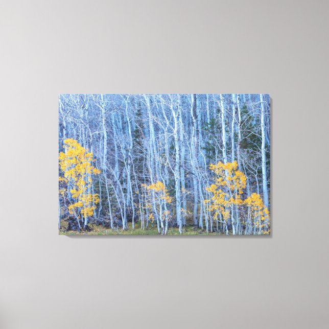 Aspen Forest Leinwanddruck (Vorderseite)