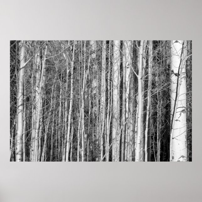 Aspen Forest Poster (Vorne)