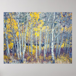 Aspen Forest Poster