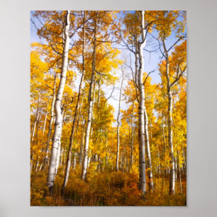 Aspen Groove Yellow Herbstlaube Poster