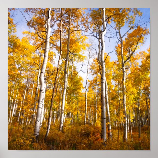 Aspen Groove Yellow Herbstlaube Poster (Vorne)