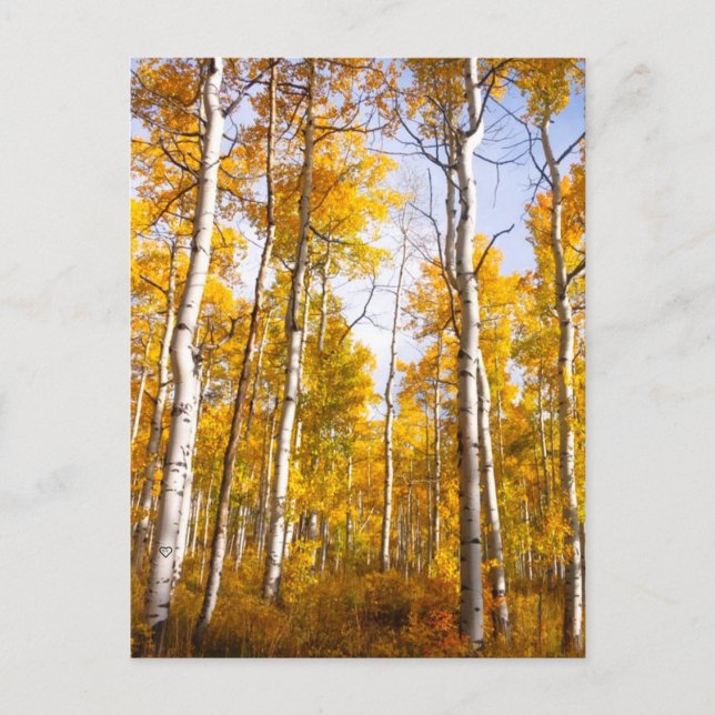 Aspen Groove Yellow Herbstlaube Postkarte (Vorderseite)