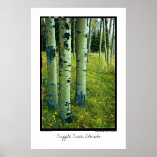 Aspen Grove, Cripple Creek, Colorado Poster
