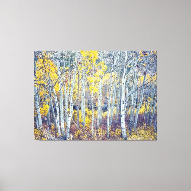 Aspen Grove Leinwanddruck (Vorderseite)