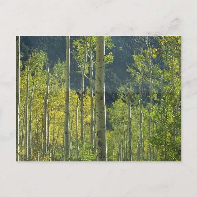 Aspen Grove Postkarte (Vorderseite)