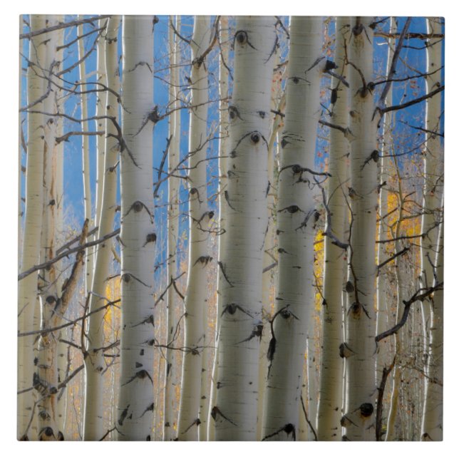 Aspen Groves | Colorado Rocky Mountains Fliese (Vorderseite)