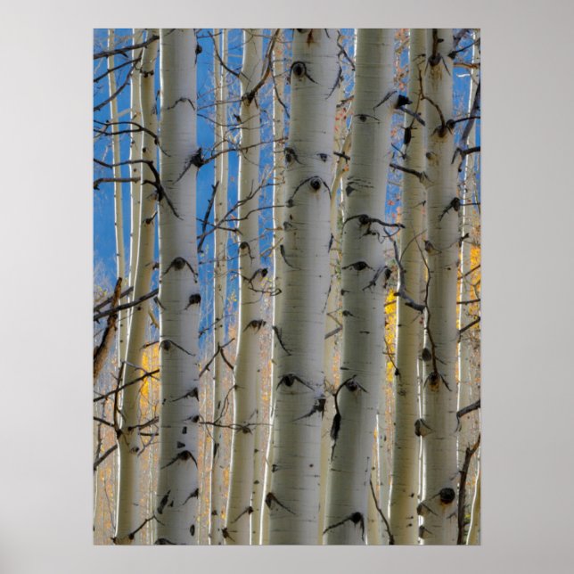 Aspen Groves | Colorado Rocky Mountains Poster (Vorne)