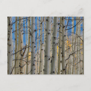 Aspen Groves Colorado Rocky Mountains Postkarte