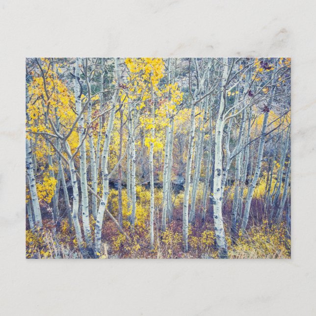 Aspen-Hain Herbstlaub Postkarte (Vorderseite)