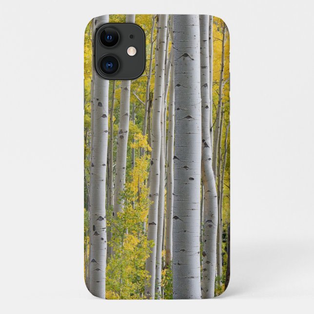 Aspen-Herbstfarben Baumstämme Gelber Splendor Case-Mate iPhone Hülle (Rückseite)