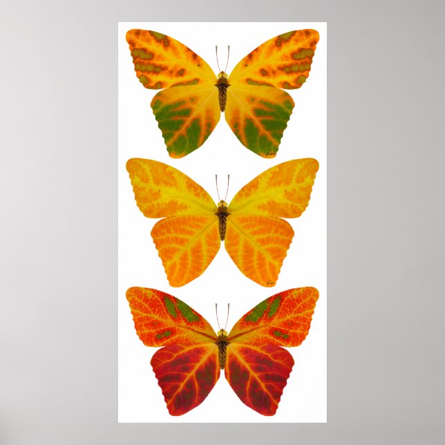 Aspen Leaf Butterflies Poster (Vorne)