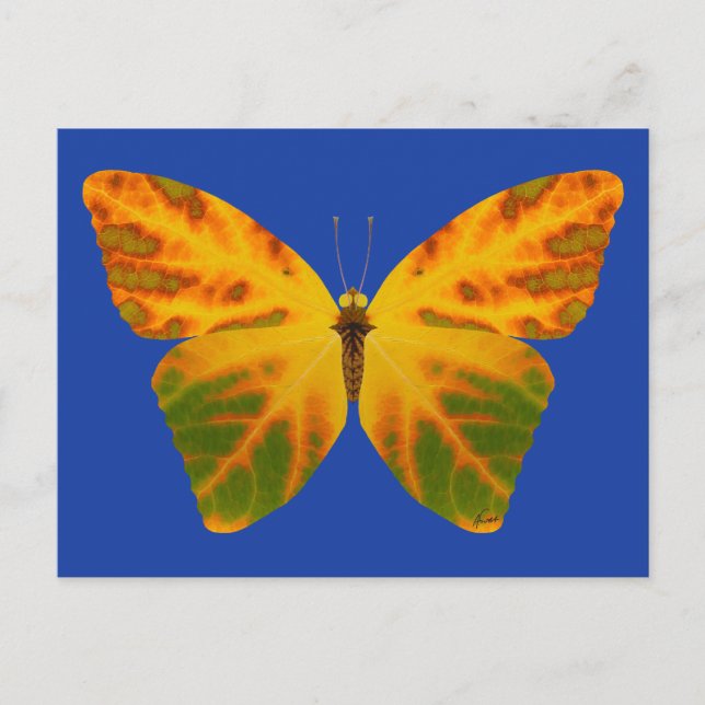 Aspen Leaf Butterfly 1 Postkarte (Vorderseite)