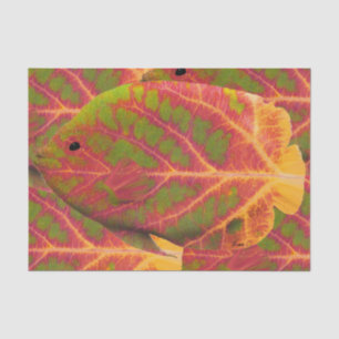 Aspen Leaf Tropische Fische 1 Seidenpapier