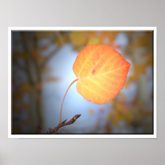 Aspen Leaf weist den Weg Poster