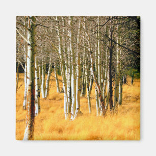 Aspen-Magnet Magnet