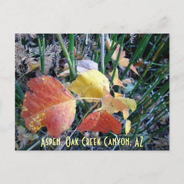 Aspen, Oak Creek Canyon, AZ Postkarte (Vorderseite)