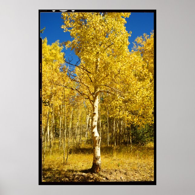 Aspen Tree, Cripple Creek, Colorado Poster (Vorne)