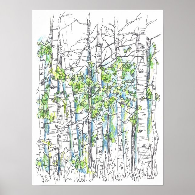 Aspen Tree Grove Pen und Tinte Zeichnend Poster (Vorne)