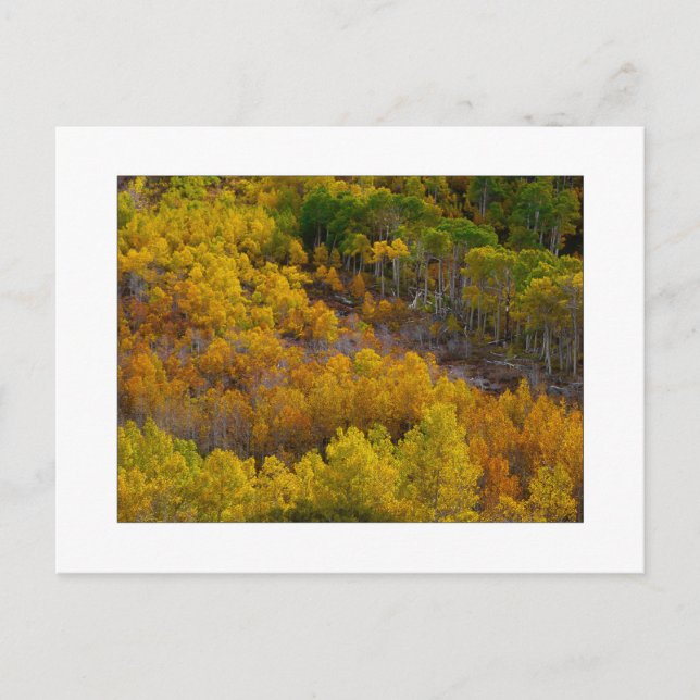 ‚Aspen Tree Hill‘ Postkarte (Vorderseite)