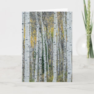 Aspen Tree Trunks   Aspen, Colorado Karte