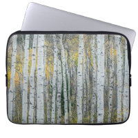 Aspen Tree Trunks | Aspen, Colorado