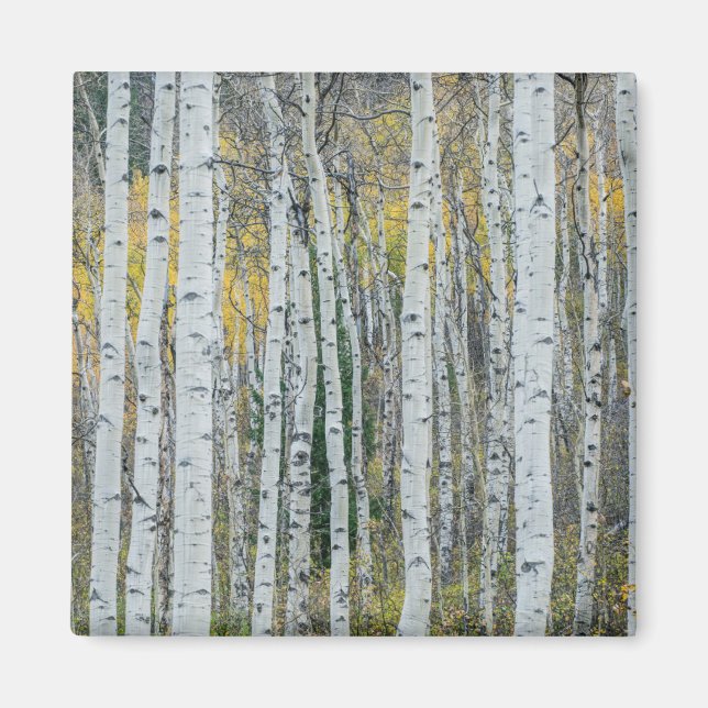 Aspen Tree Trunks | Aspen, Colorado Magnet (Vorne)