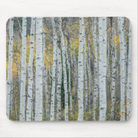 Aspen Tree Trunks | Aspen, Colorado