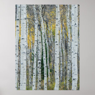 Aspen Tree Trunks   Aspen, Colorado Poster