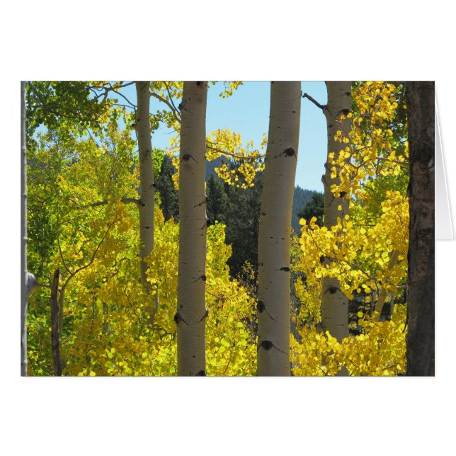 Aspen Tree Trunks in Golden Grove (Vorderseite (Horizontal))
