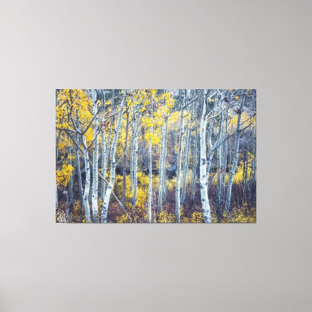 Aspen Trees Forest in Fall Foliage Leinwanddruck (Vorderseite)