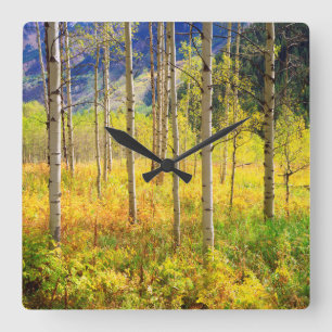 Aspen Trees in Autumn in the Rockies Quadratische Wanduhr