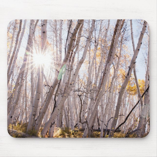 Aspen Trees Mousepad (Vorne)