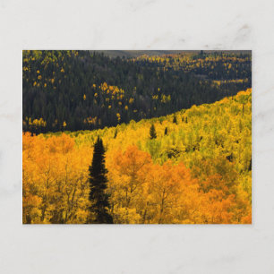 Aspen Trees (Populus tremuloides) und Conifers Postkarte